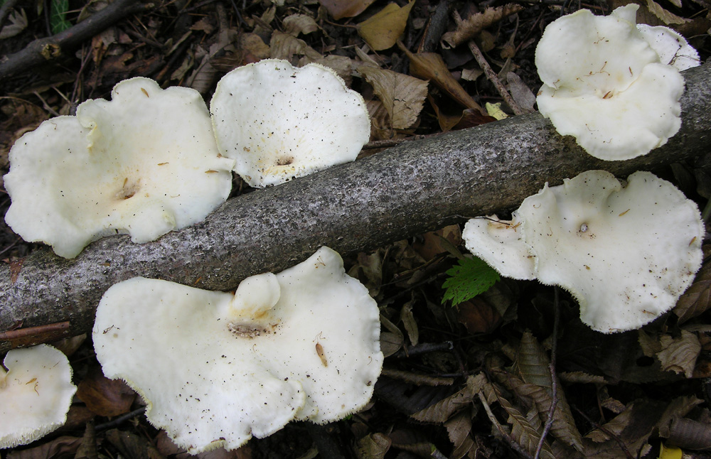 Polyporus sp. (Polyporus alveolaris)